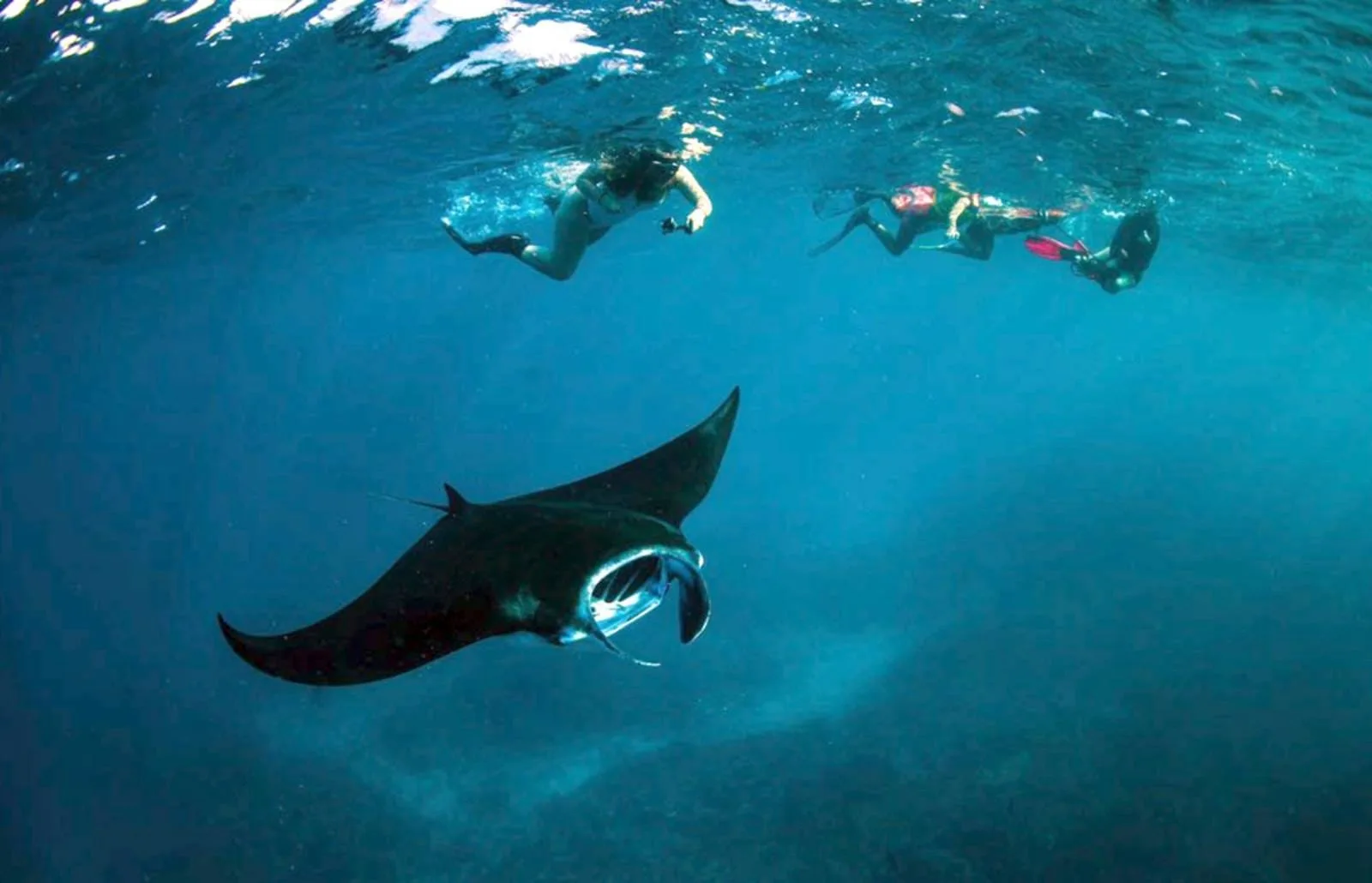 Why Dive in Nusa Penida_ A Focus on Marine Conservation Bali